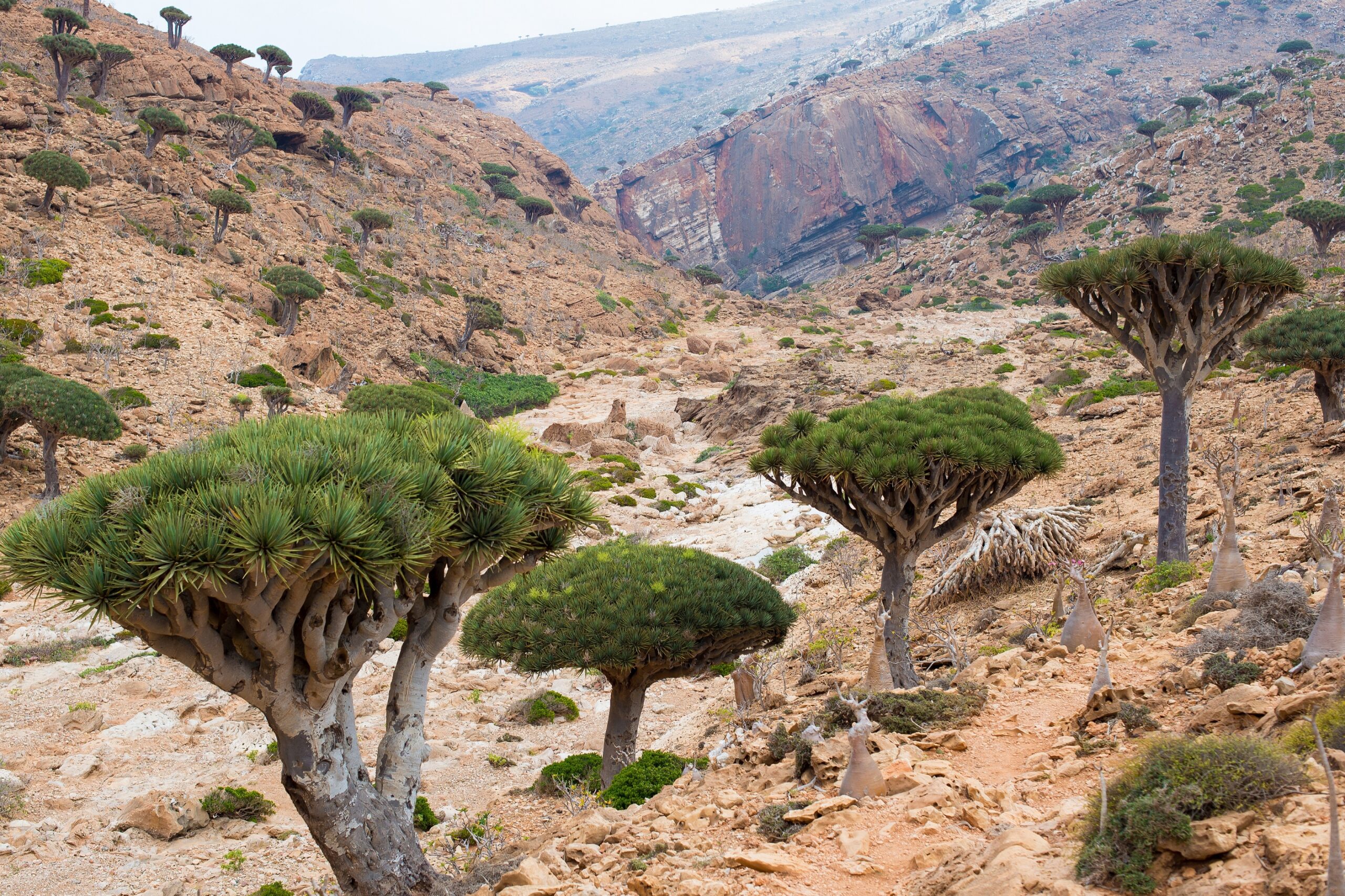 Socotra Island Travel Guide 2026: The World’s Most Unique Destination